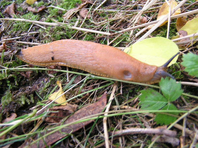 Censimento del Phylum MOLLUSCA nel micro orto che gestisco.